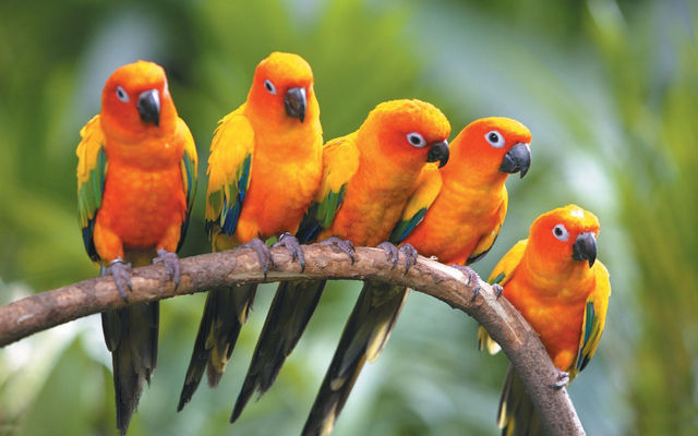 Zoo prekės